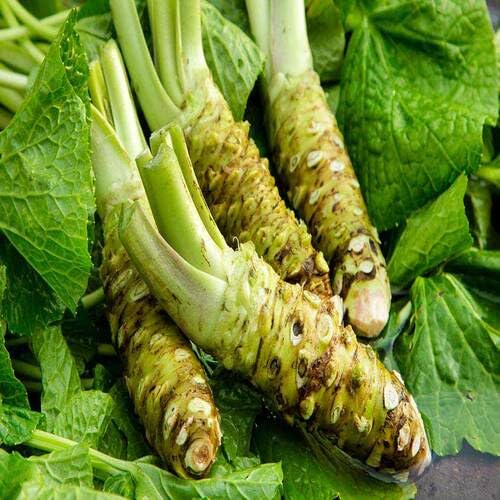 Green Wasabi - Heirloom, Non - Gmo Seeds