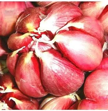 Red Garlic Seeds for Planting