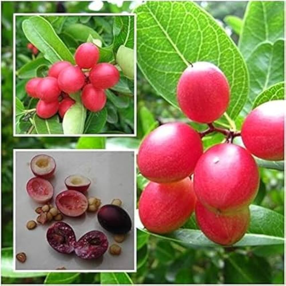 Cranberry Seeds for Planting Vaccinium macrocarpon for edible gardens and home orchards