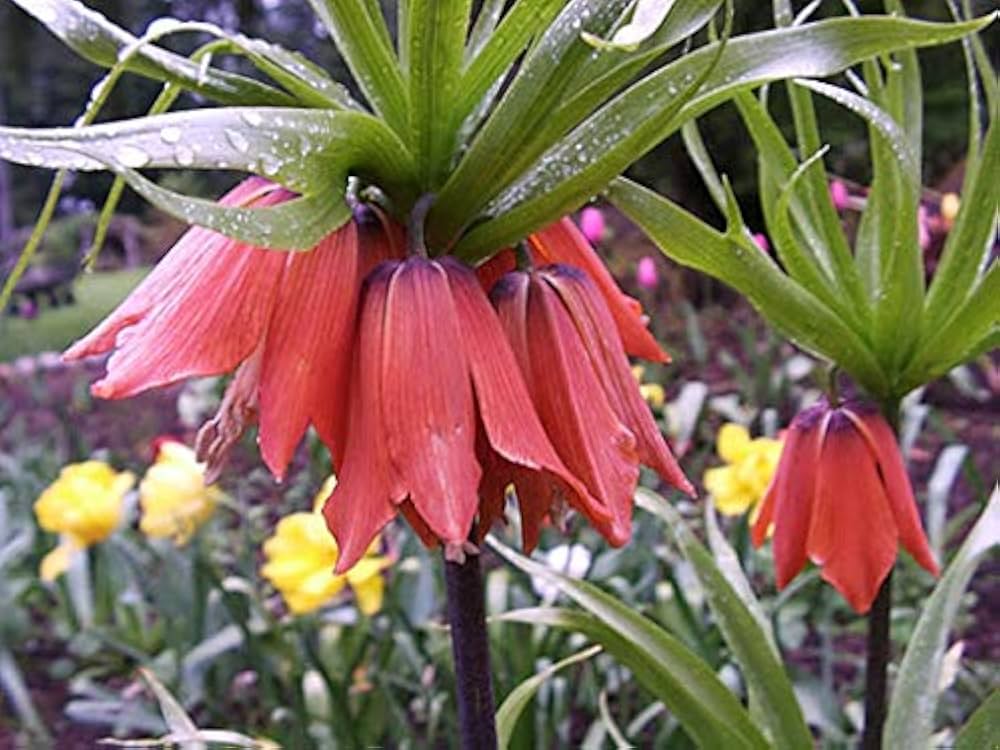 Crown Imperial Fritillaria Seeds for Planting Fritillaria imperialis for flower beds and spring gardens