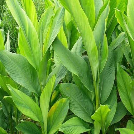 Turmeric Green - Heirloom, Non - Gmo Seeds