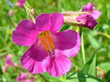 Purple Mimulus Lewisii Flower Seeds for Planting - 100 pcs for planting in your garden.