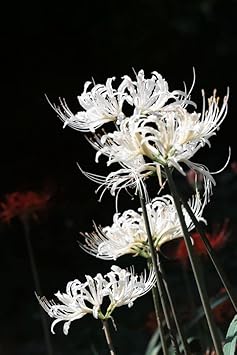 Organic White Lycoris Flower Seeds for Planting – Heirloom, Non-GMO