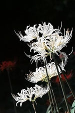 Organic White Lycoris Flower Seeds for Planting – Heirloom, Non-GMO for planting in your garden.