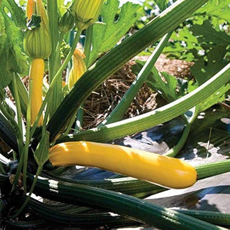Golden Glory F hybrid zucchini squash seeds