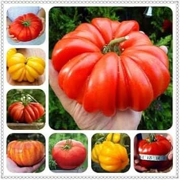 Multi-color big tomato Solanum lycopersicum seeds for planting in vegetable patch