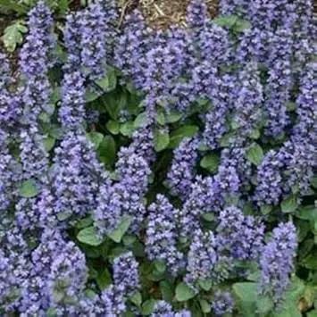 Blue Ajuga Reptans Plant Seeds for Planting - NON GMO Seeds Dhara Seeds