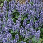 Blue Ajuga Reptans Plant Seeds for Planting - NON GMO Seeds Dhara Seeds