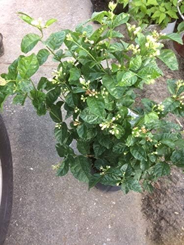 Arabian Jasmine Jasminum sambac Flower Seeds for Planting in Garden
