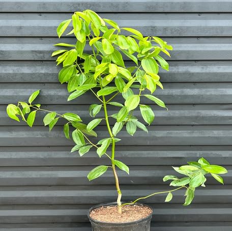 Green Cinnamon - Heirloom, Non - Gmo Seeds