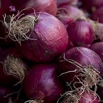 Red Onion - Heirloom, Non - Gmo Seeds