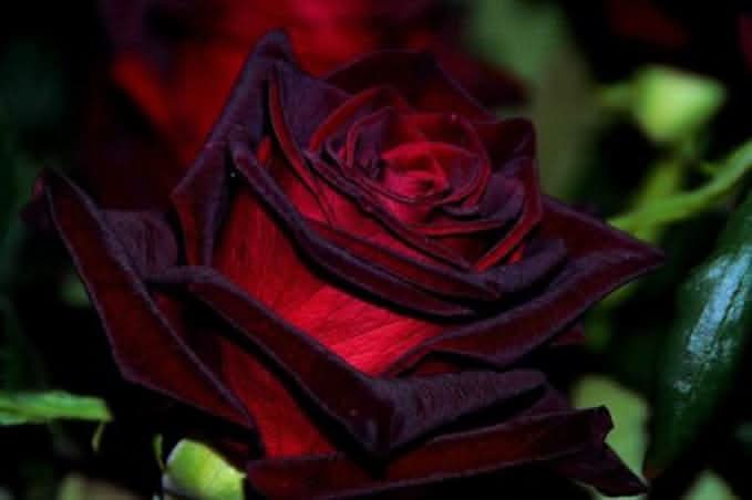 Dark Gray Rose Rare Perennial Flower Seeds for Home Garden