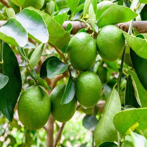 Lime Tree Green