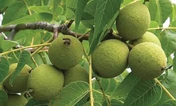 Juglans Hindsii Fruit Seeds for Growing Hardy Walnut Trees