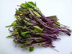 Purple Kosaitai Brassica juncea for planting in edible landscape