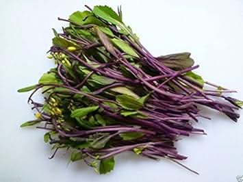 Purple Kosaitai Brassica juncea for planting in edible landscape