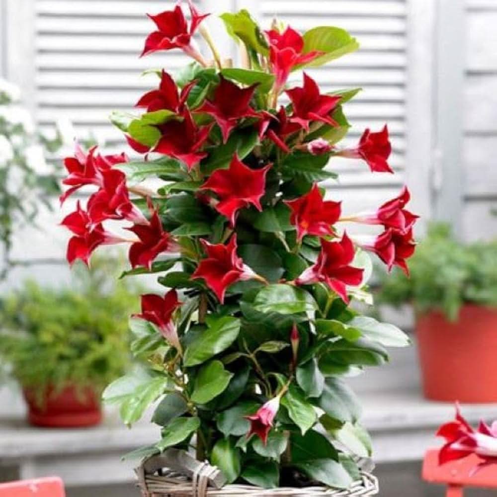 Mandevilla Mandevilla Sanderi climbing flower seeds for planting in vertical garden trellises and home fences