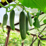 Cucumber Cucumis sativus for planting in vegetable garden