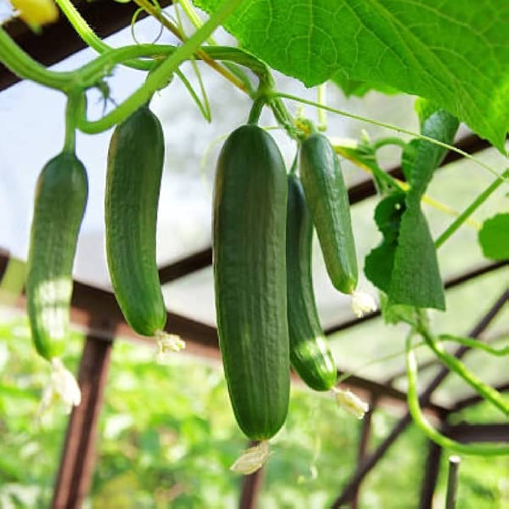 Cucumber Cucumis sativus for planting in vegetable garden