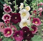 Mixed Hollyhock Flower Heirloom Non Gmo Image