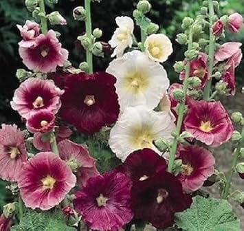 Mixed Hollyhock Flower Heirloom Non Gmo Image