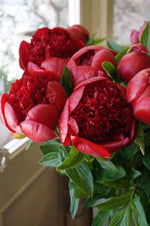 Kinkaku peony flower seeds for garden decoration with dark gold and light red flowers