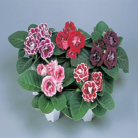 Mixed Gloxinia Flower