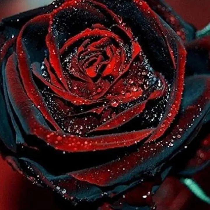 Deep Red Rose Plant Seeds for Planting - Heirloom Non-GMO Garden Seeds for Your Garden Dhara Seeds