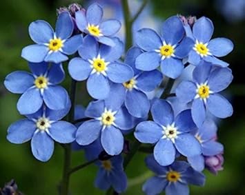 Blue Perennial Flower Heirloom Non Gmo Image