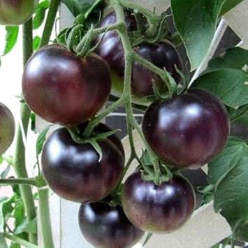 Alpine Radish Raphanus sativus for planting in urban garden