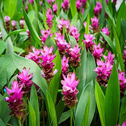 Pink Curcuma Flower - Heirloom, Non - Gmo Seeds