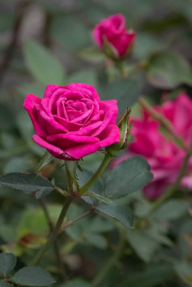 Rose Bonsai Tree Seeds for Planting Rosa for Flower Garden and DIY Garden Projects