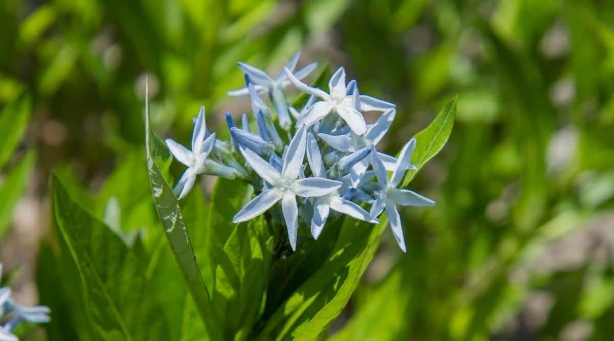 Amsonia Hubrichtii Flower Seeds for Planting ,Heirloom Seeds