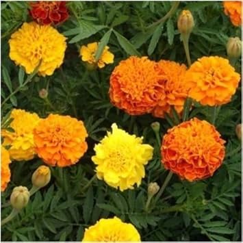 Marigold Heirloom Non Gmo Image