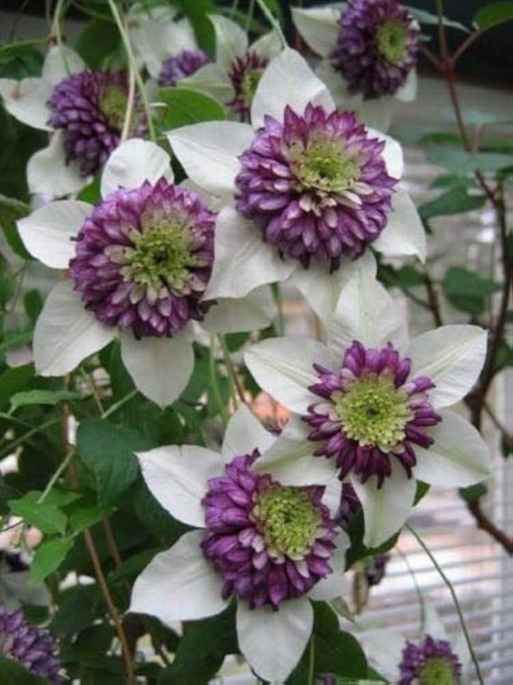 Clematis Clematis Jackmanii Double Purple Flower Seeds for Planting – Ideal for Vertical Garden and Trellis Displays