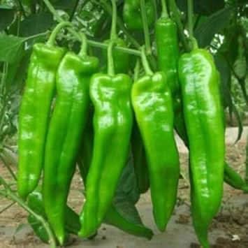 Sweet Pepper Bulgarian Seeds for Planting