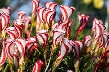 Red White Versicolor Flower Seeds for Planting - 100