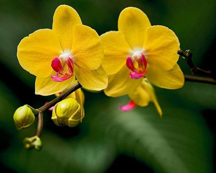 Yellow Dendrobium Orchid Plant Seeds for Planting, 100 pcs
