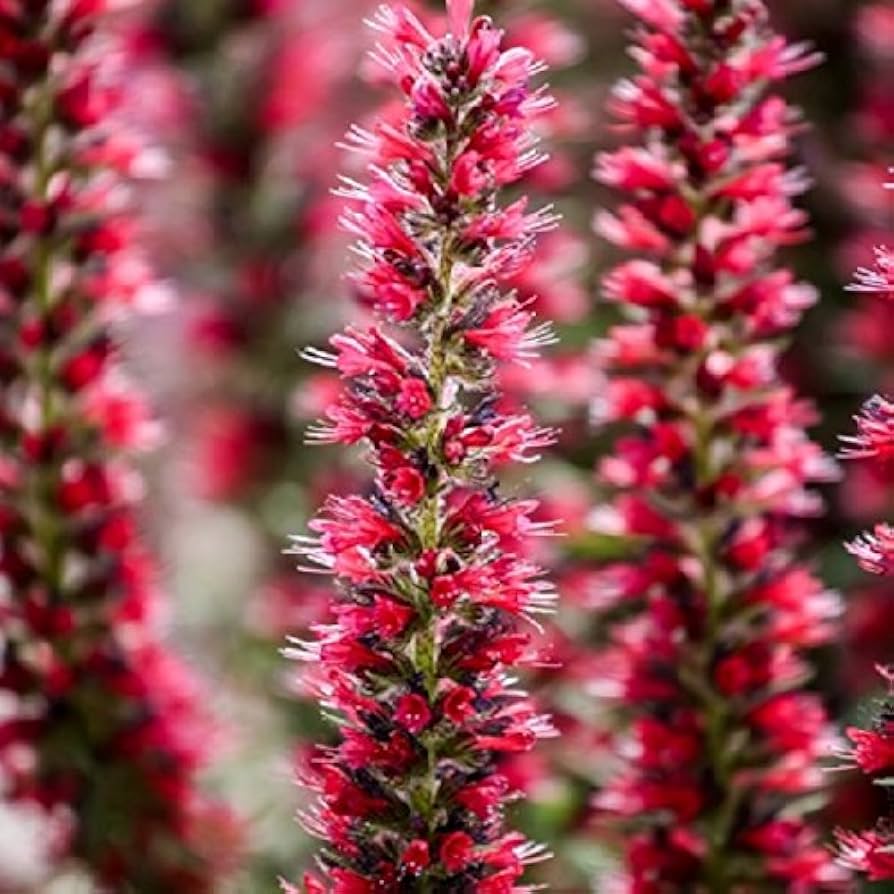 Echium Tree Echium spp for planting in flower bed