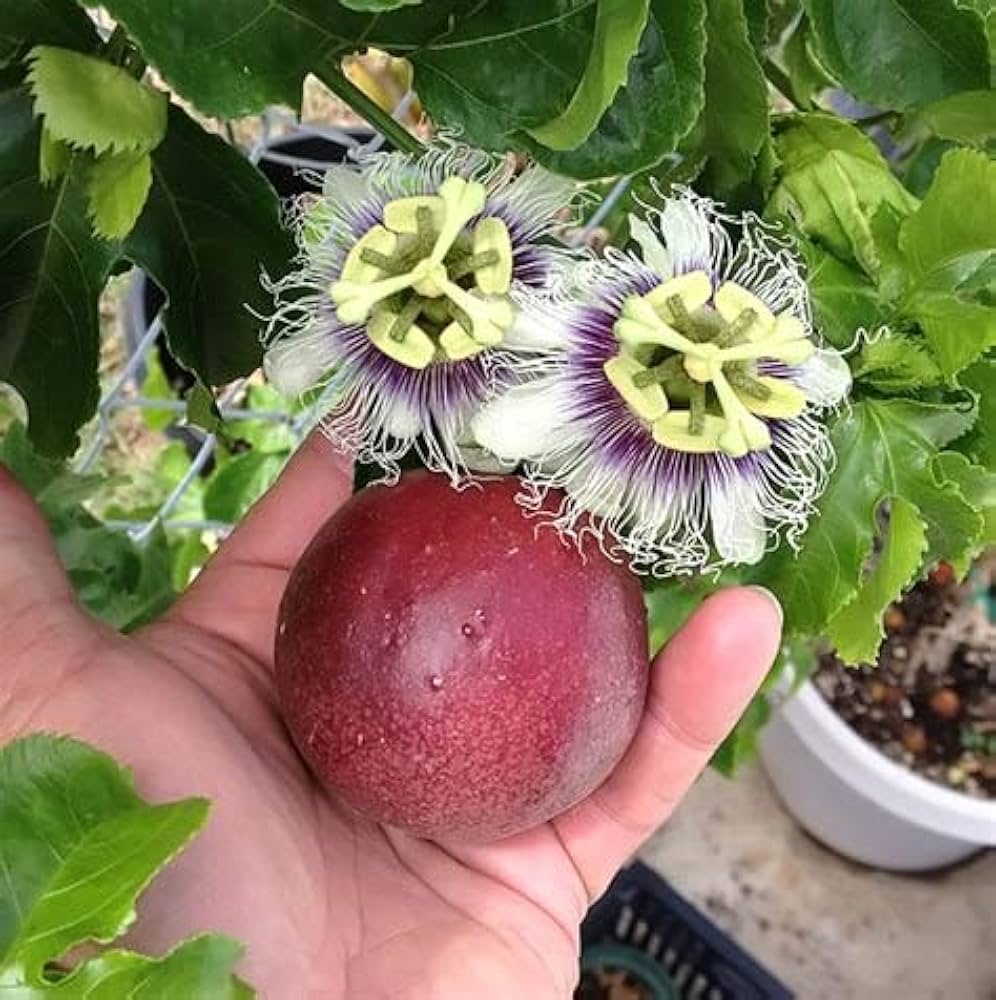Passion Fruit (Passiflora edulis) seeds for planting in urban garden