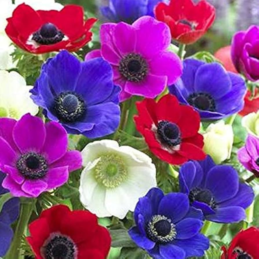 Anemone Anemone Coronaria Decaen Mix Flower Seeds for Planting – Perfect for Seasonal Color in Flower Beds and Pots