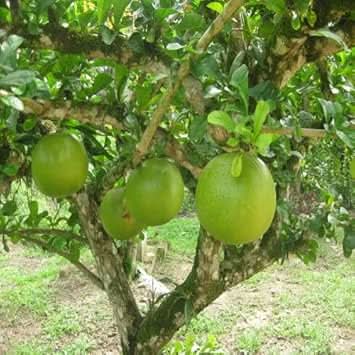 Crescentia Alata Fruit Seeds for Unique & Exotic Tropical Fruit