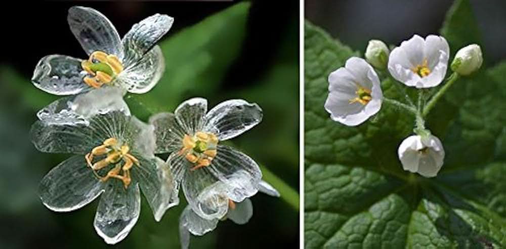 Transparent Rain-Activated Delicate Flower Seeds