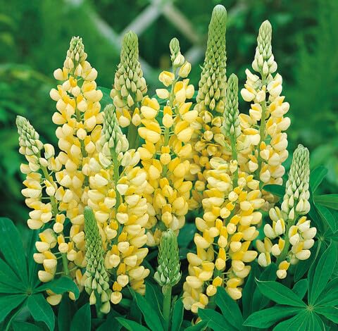 Yellow Lupine Flower - Heirloom, Non - Gmo Seeds
