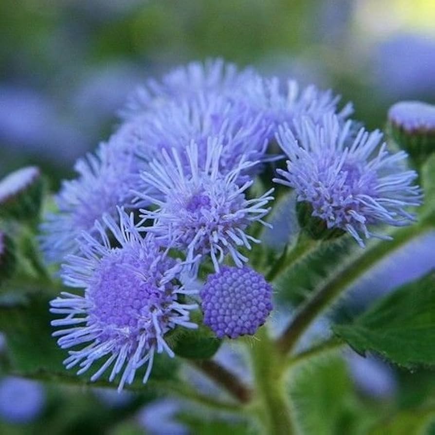 Ageratum Ageratum Mexicanum Blue Flower Seeds for Planting