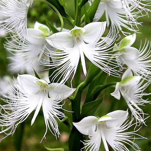 Egret Orchid Flower White - Heirloom, Non - Gmo Seeds