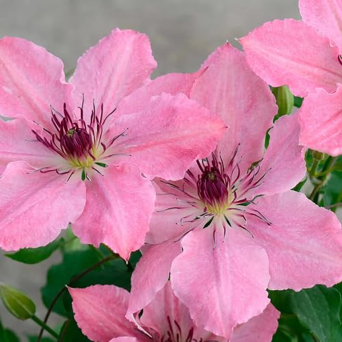 Pink Clematis Flower