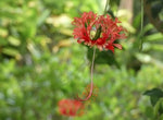 Schizopetalon Walkeri for planting