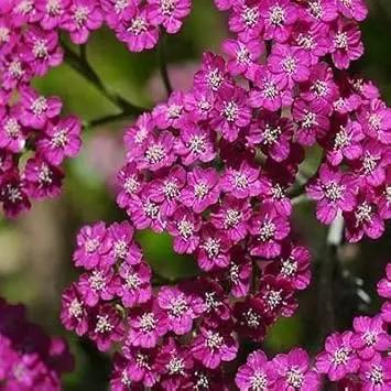 Pink Cerise Flower Seeds for Planting - NON GMO Seeds Dhara Seeds