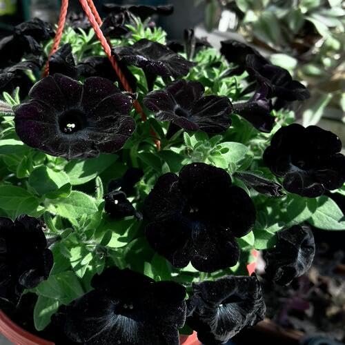 Petunia Flower - Heirloom, Non - Gmo Seeds